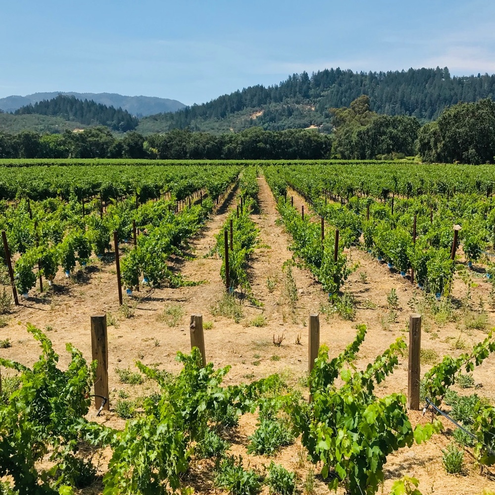 Hi there! My name is Pattry.